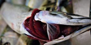 Marcin Joachim Grzegorczyk